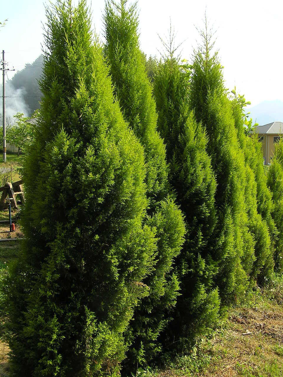 Monterey Cypress | Premium Seeds | Cupressus macrocarpa | Plants’®