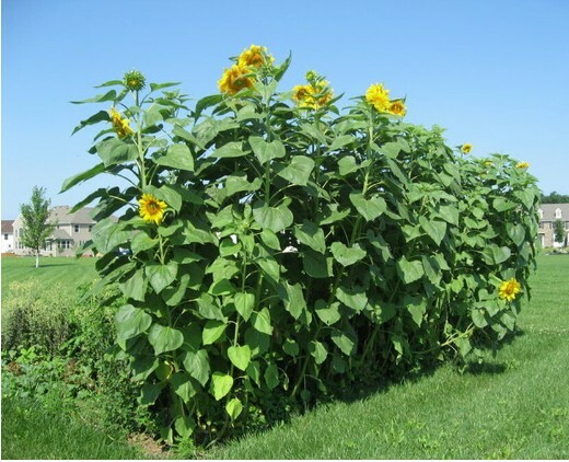 🐝🌻20 GIANT Mammoth Grey Striped Sunflower Seeds.🐝🌻