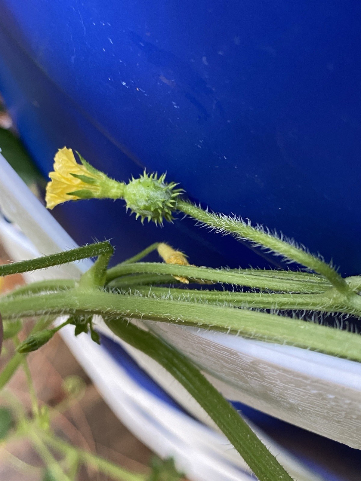 cucumber seeds, African horned cucumber Cucumis Zambianus 40-50 seeds rare seed