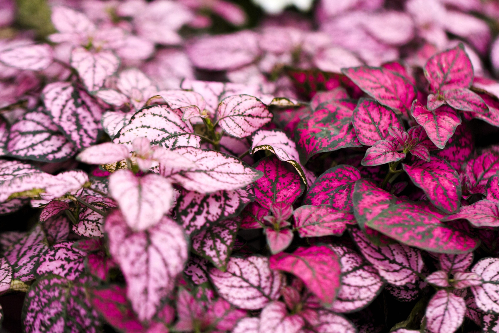 10 Dwarf PINK POLKA DOT PLANT Splash Select Hypoestes Phyllostachya Flower Seeds