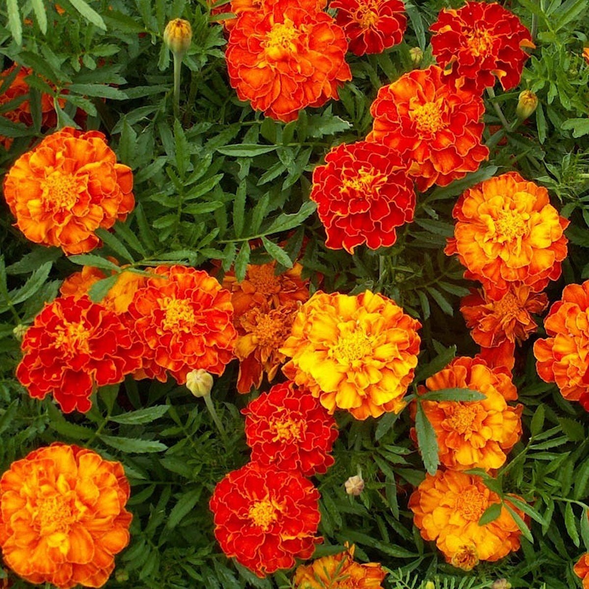 1/4 Lb Sparky Mix French Marigold Wildflower Seeds – Everwilde Farms Mylar