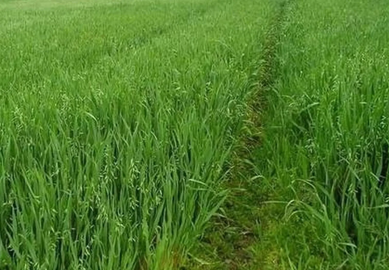 Coker 227 Oats Seed
