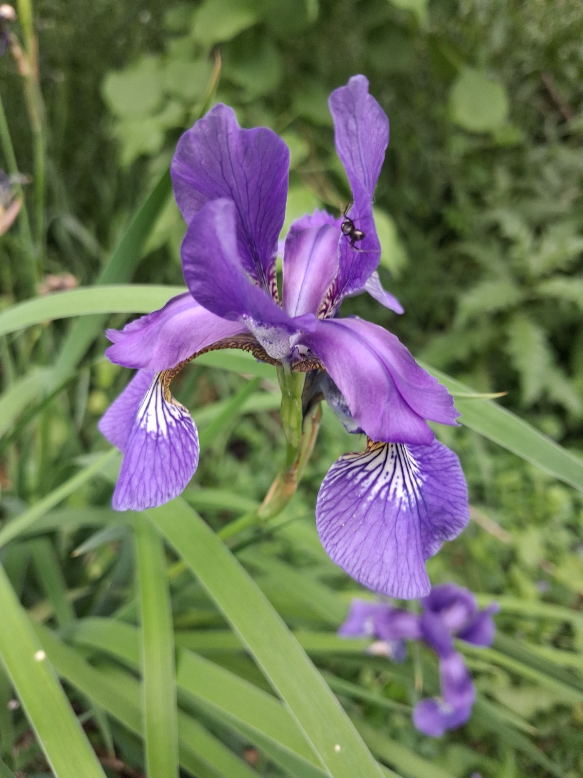 6 Purple Siberian Iris