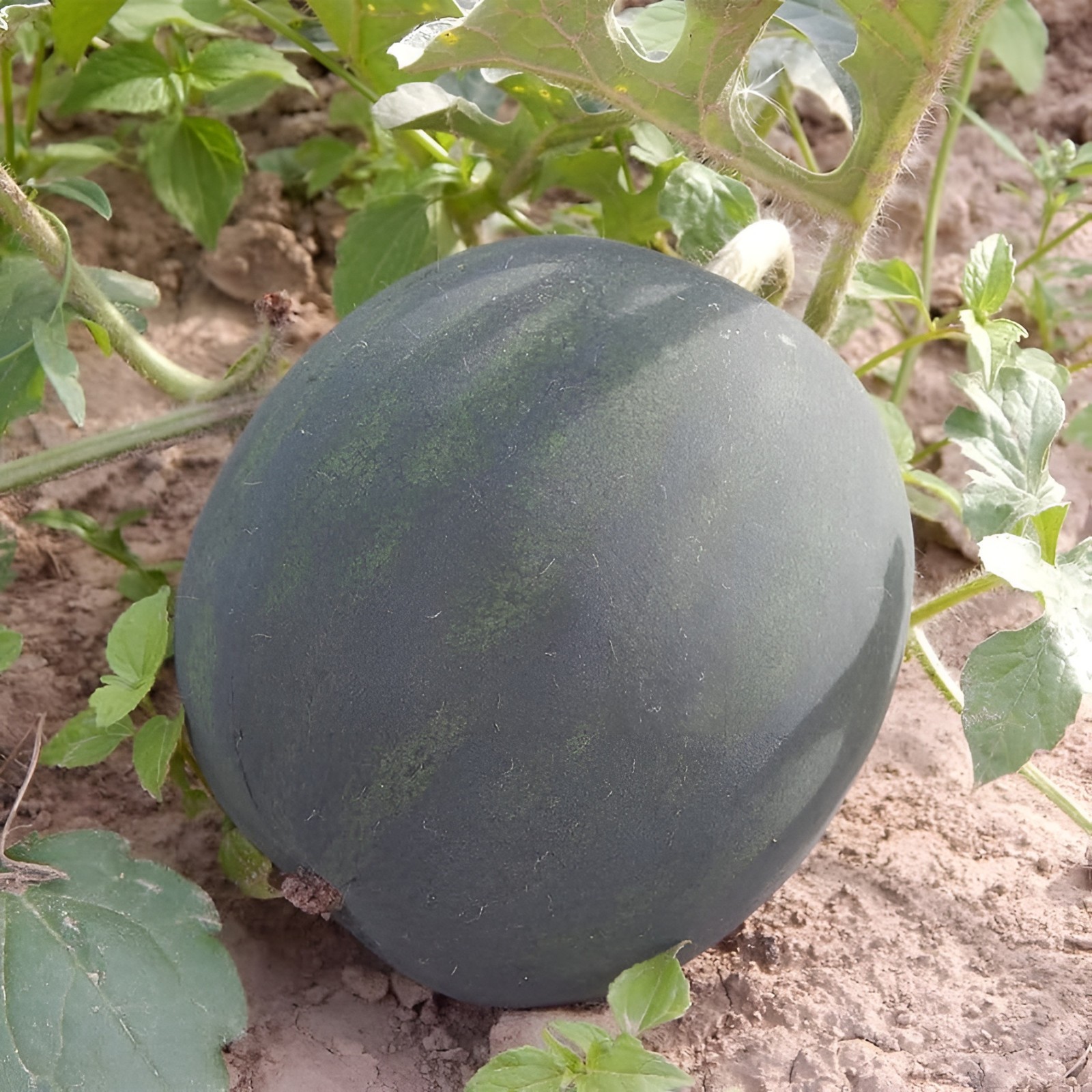 35 Organic Heirloom Giant Black Diamond Watermelon Seeds – Massive 50+ LB Melons
