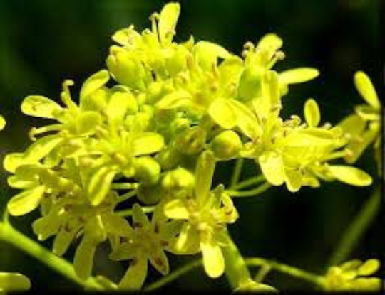 WOAD SEEDS, 100, Chinese Woad, Da qing; Qing dai, Isatis indigotica, Medicinal