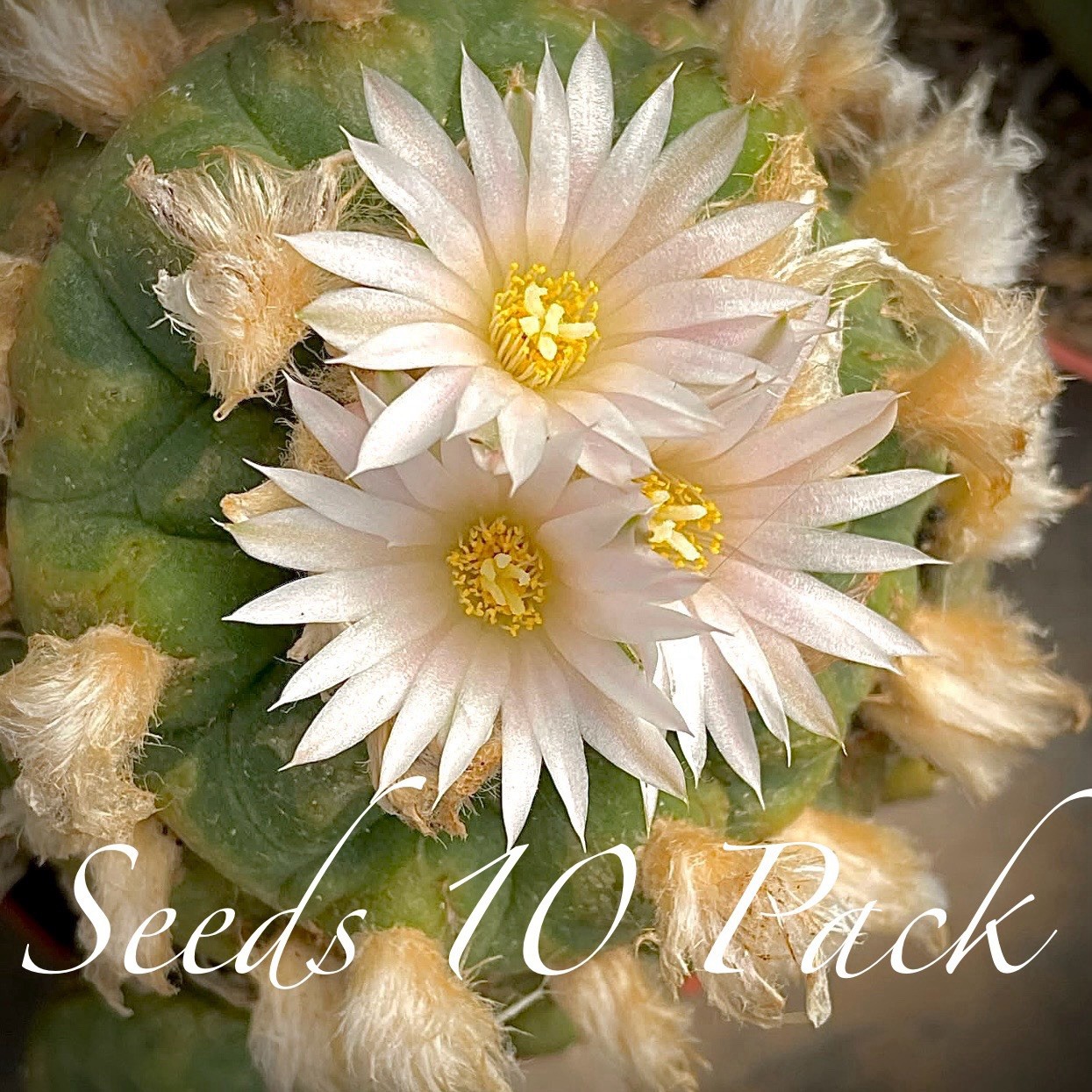 RARE SEEDS (10pk) L0ph… Diffusa Cactus US SELLER
