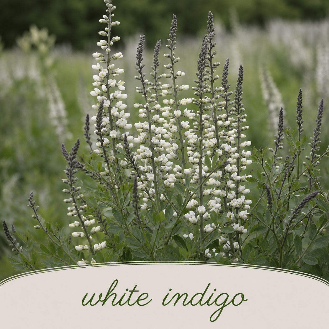 Mini Native Tall Bird Lovers Seed Mix | Prairie Legacy Inc.