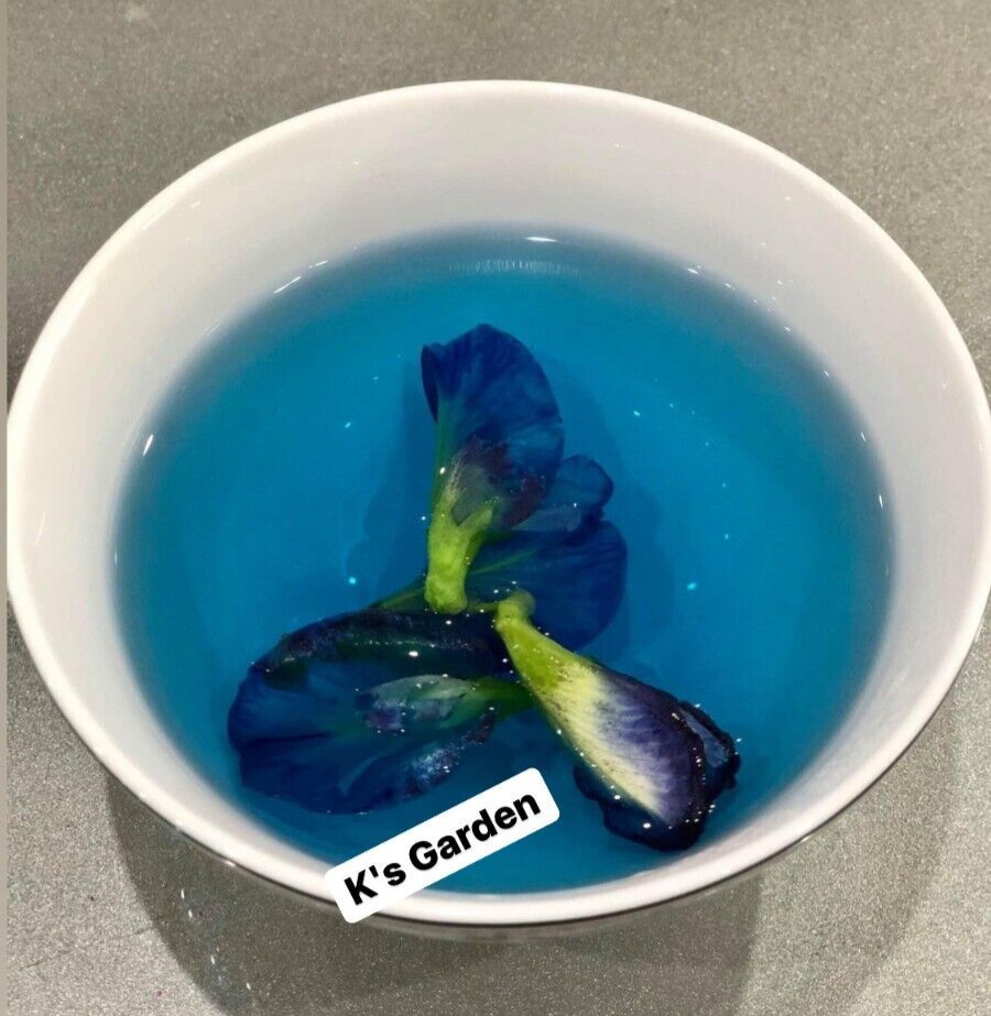 BLUE BUTTERFLY PEA, CLITORIA TERNATEA SEEDS, HẠT ĐẬU BIẾC (10 pcs)