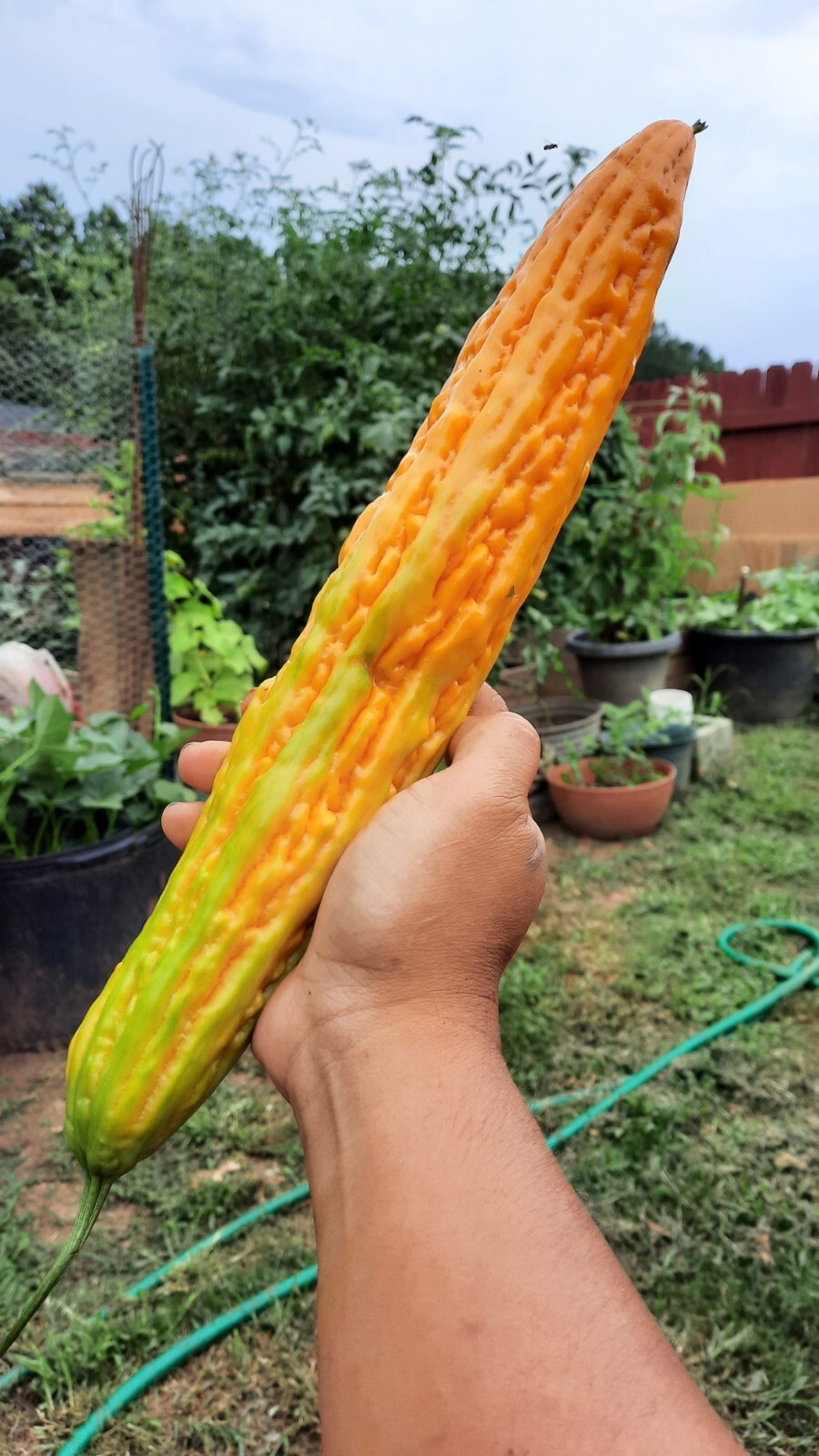 30 Pcs BitterMelon Seeds Gourd Ampalaya Seeds Fresh Harvest