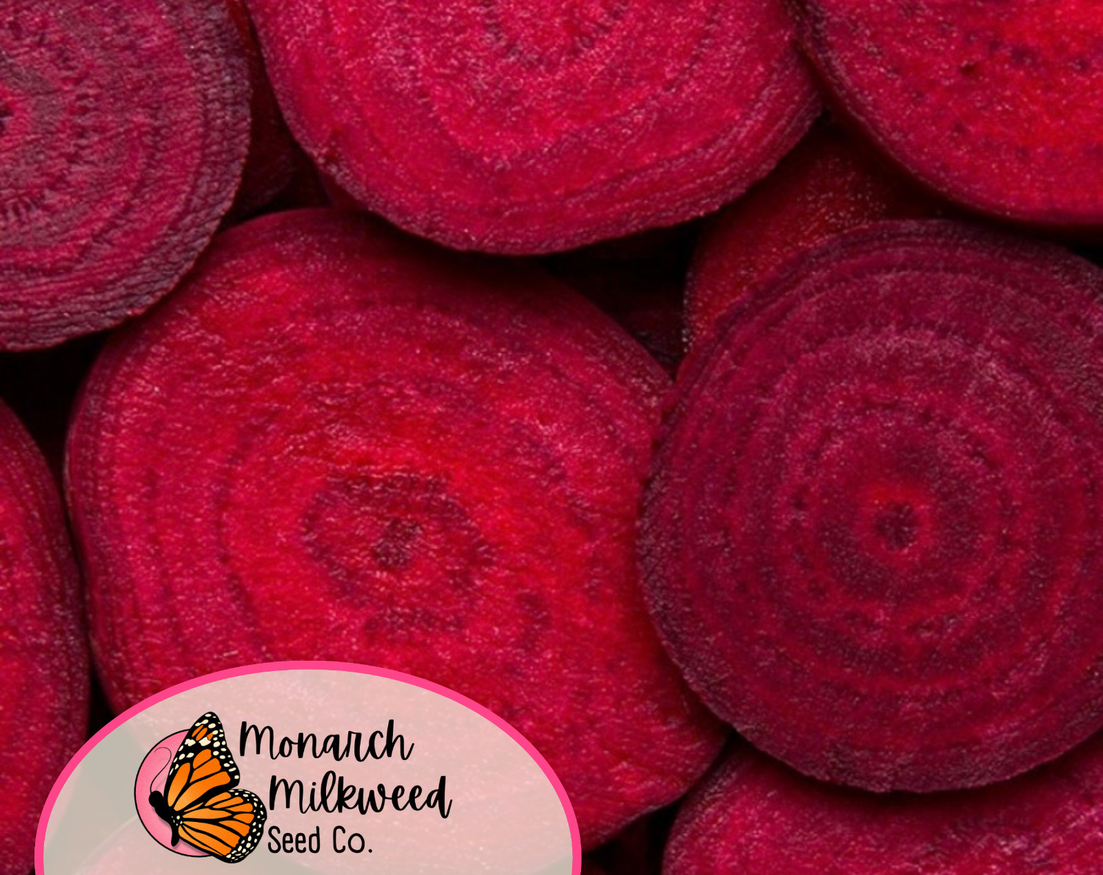925+ Beet Seeds ‘Ruby Queen’ | Heirloom, Non-GMO, Vegetable Gardening Seed Pack