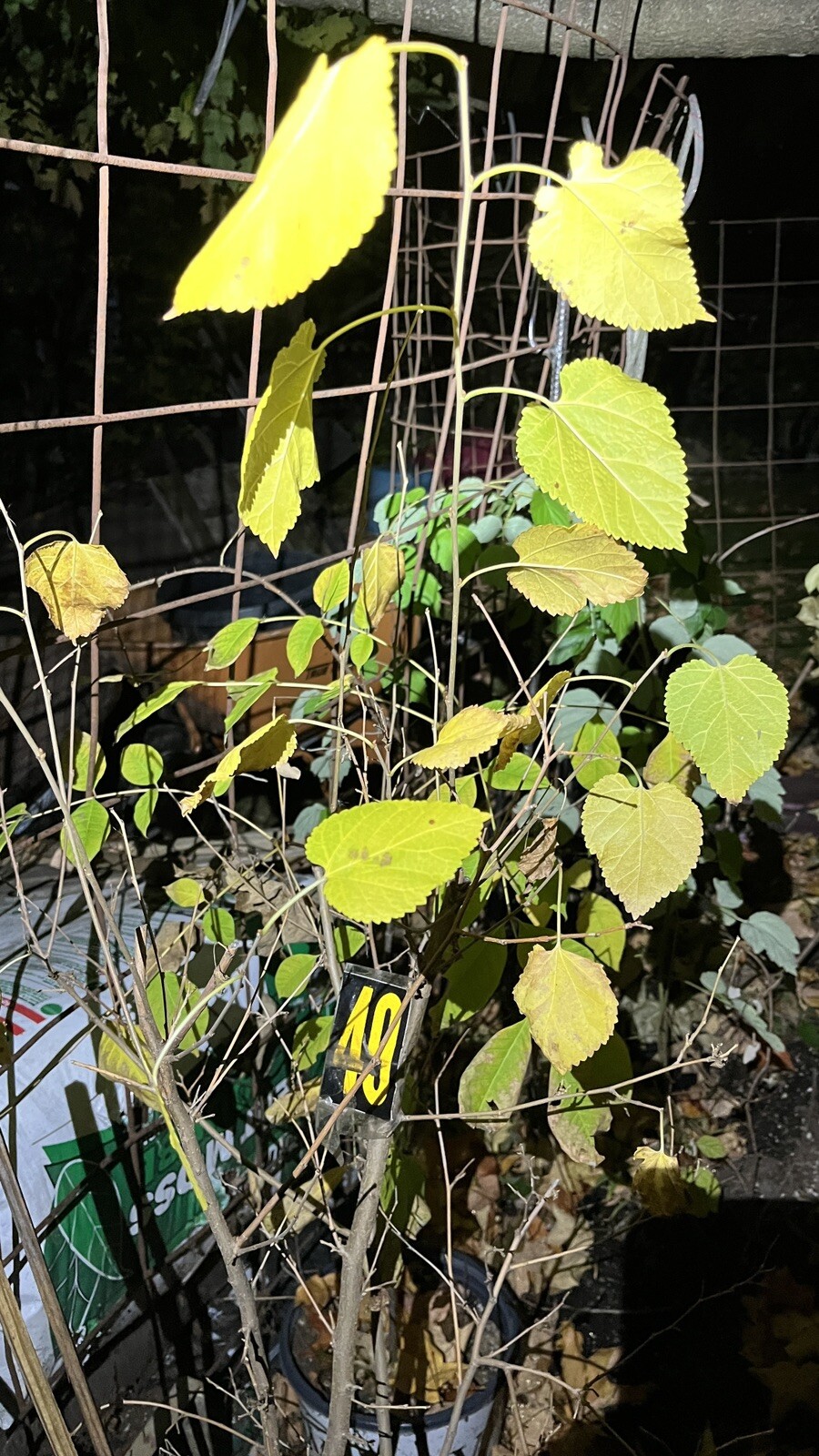 Exact Plant #49, Black mulberry 3-4 year old plant, bare root, 36-45” Tall