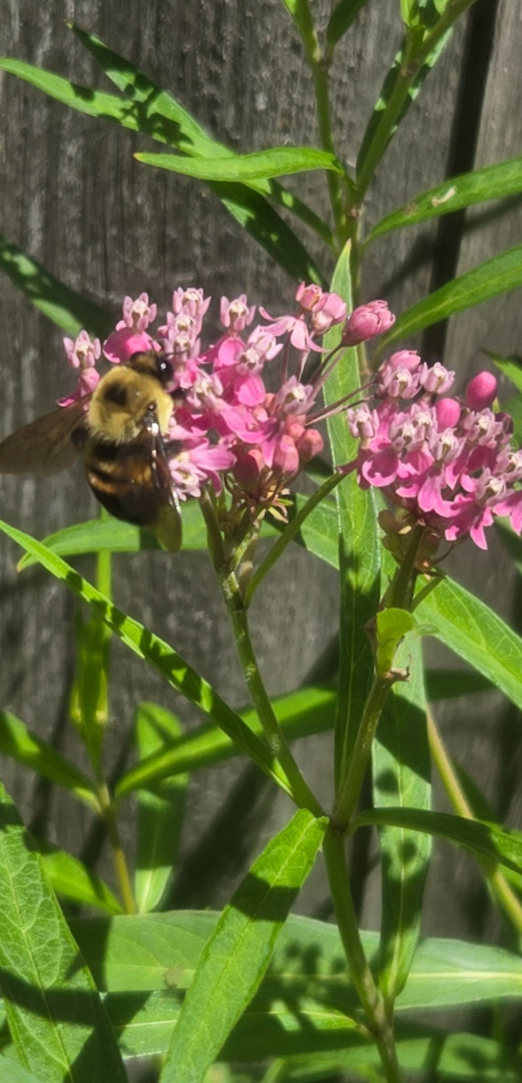 1 GRAM +Pink Swamp Milkweed/NATIVE NE US/Asclepius Incarnata/ORGANIC