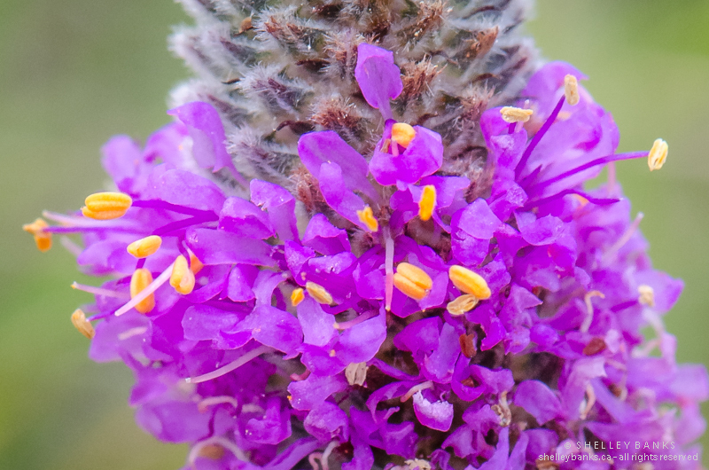 501+PURPLE PRAIRIE CLOVER Seeds Wildflower Nitrogen Fixing Drought Heat Cold