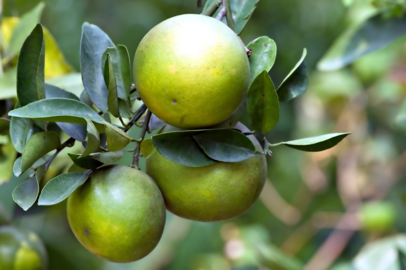 Dwarf Organic Pomelo Citrus {Citrus Maxima}5 seeds Free Shipping!