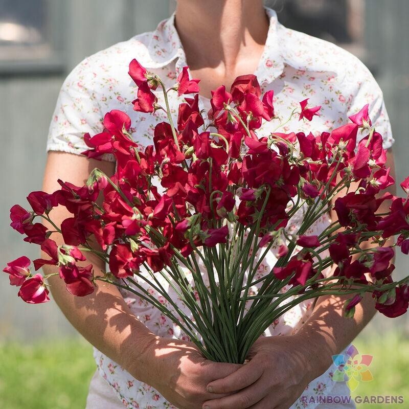 50+ Elegance Deep Red Sweet Pea Seeds for Garden Planting – USA – FREE SHIPPING!