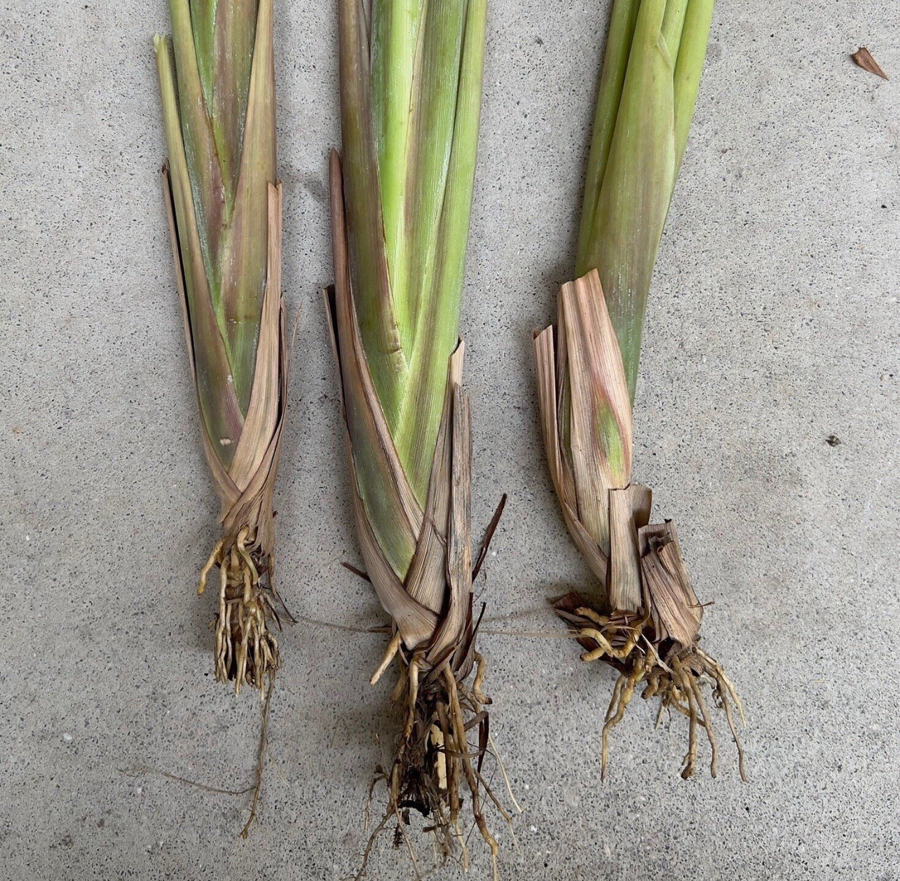 3 Lemongrass Stalks 6” Old Plant Root Easy To Plant