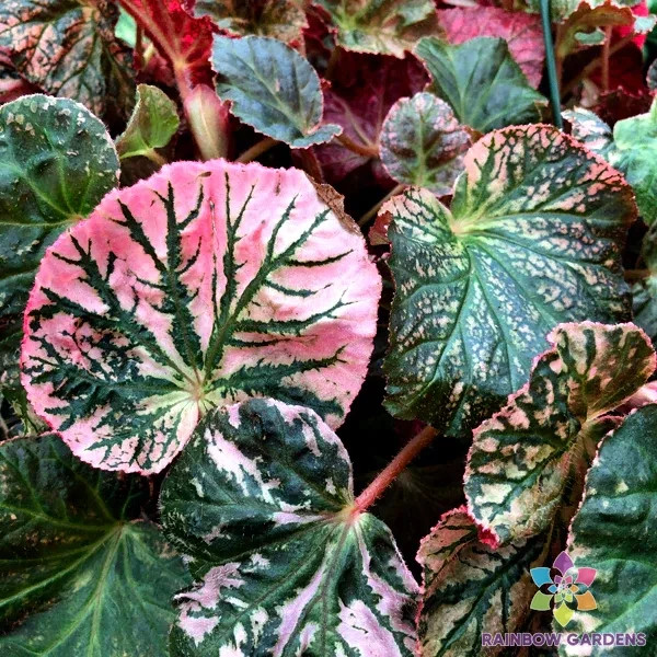 25+ Midnight Sun Begonia Seeds for Garden Planting – USA – FREE SHIPPING!