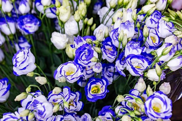 Mixed Lisianthus Seeds for Planting – 999+ Perennial Non-GMO Heirloom Seeds, …