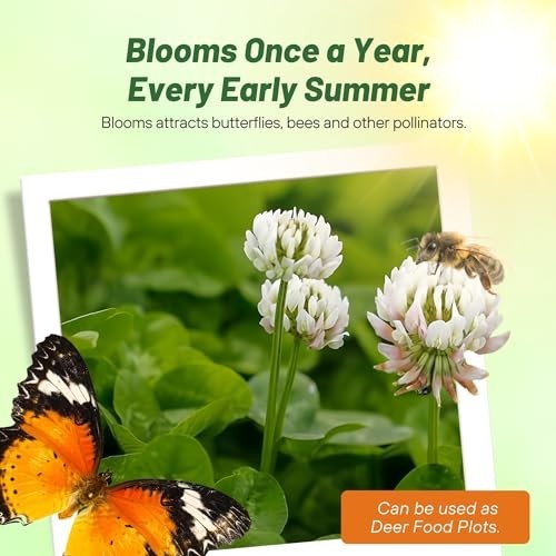 Perennial White Dutch Clover Seeds – 2 lbs, Nitrocoated, Inoculated for Lawn, Er