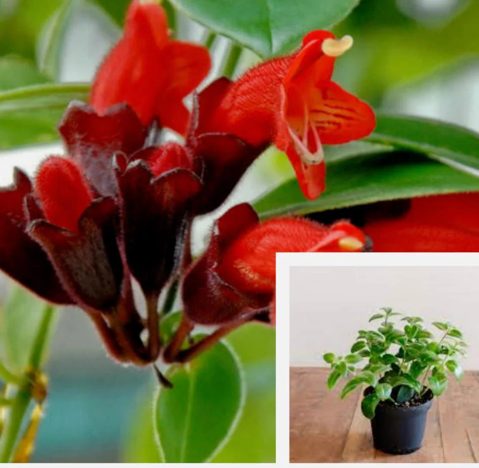 Aeschynanthus Radicans 4 inches pot red flower Lipstick Vine Live Plant