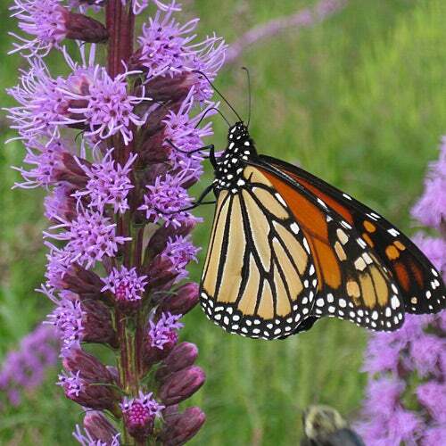 Wildflower Mix FALL MAXIMUM 42 Species Annuals Perennials USA Non-GMO 500 Seeds!