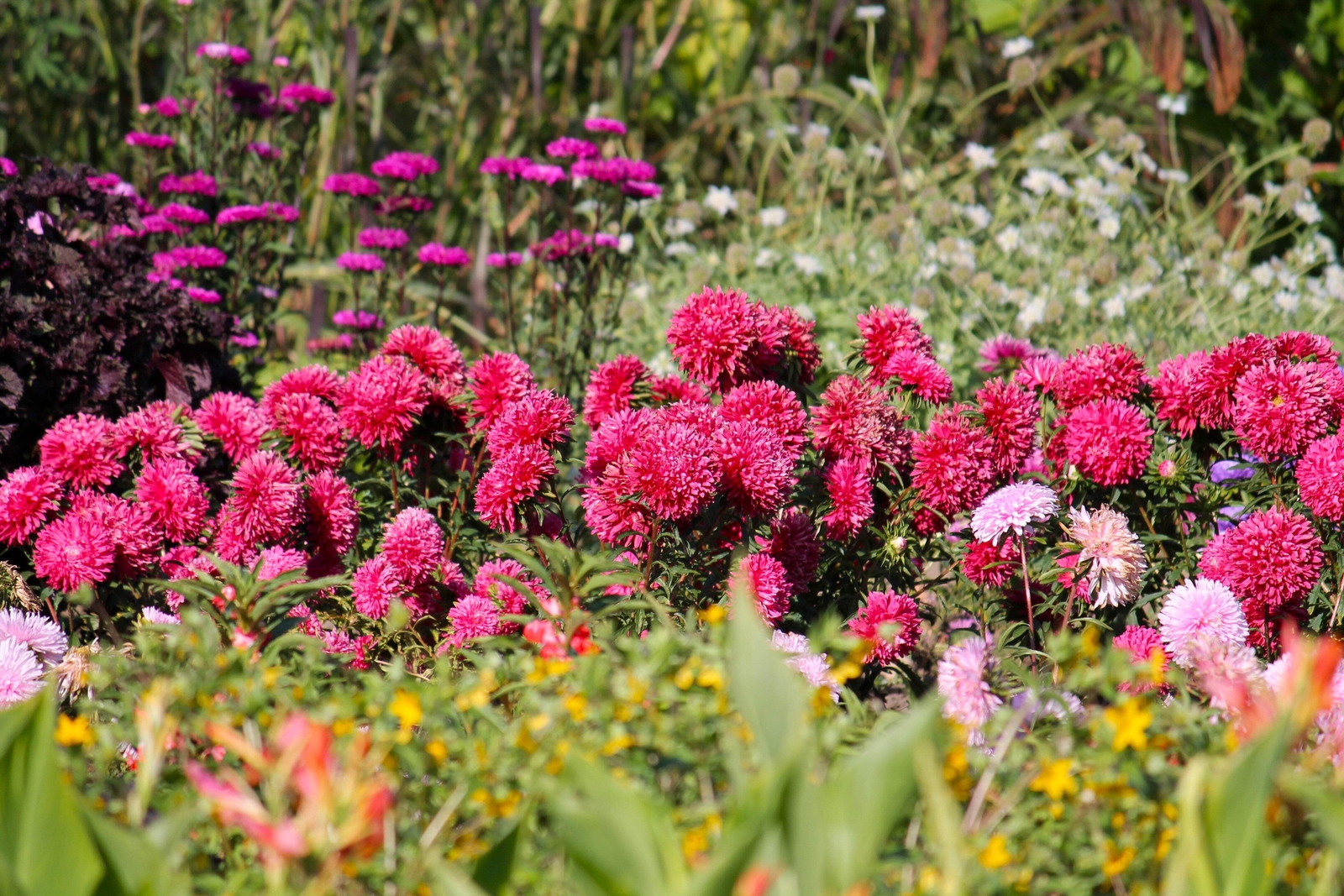 250 RED CHINA ASTER Callistephus Chinensis Flower Seeds *Flat S/H