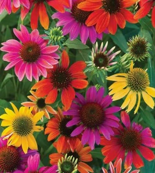 Mixed Coneflower Seeds for Planting – Easy to Grow Echinacea Flowers