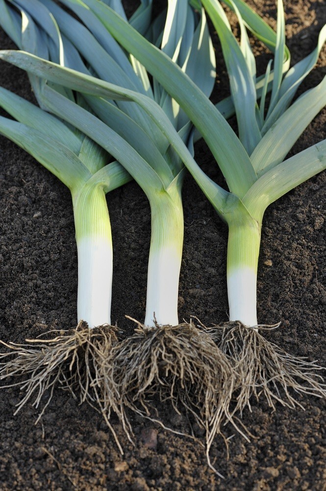 250 Organic Non-GMO Giant Mussleburgh Leek Seeds- Seeds Of Tomorrow