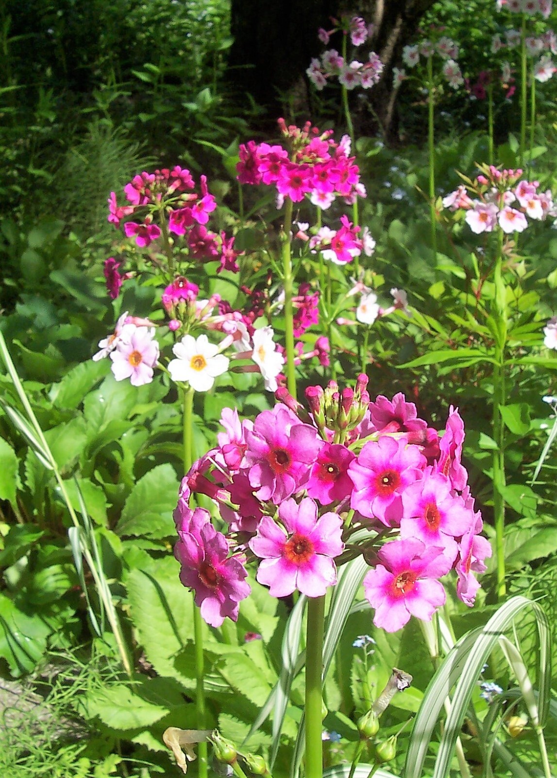 Japanese Primrose Seeds, Candelabra Primrose, 300+ (Primula Japonica.) Perennial