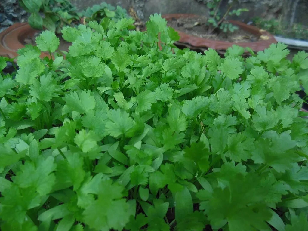 Cilantro Seeds (Split), Leisure Coriander, Oriental & Mexican Cuisine 1168+seeds