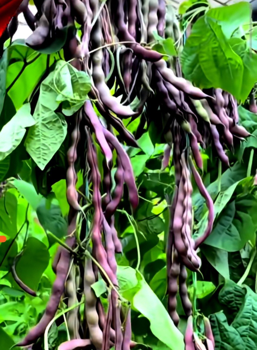 15+ Purpose Pole Bean seeds Stringless Bean producer |Free Shipping No Tracking