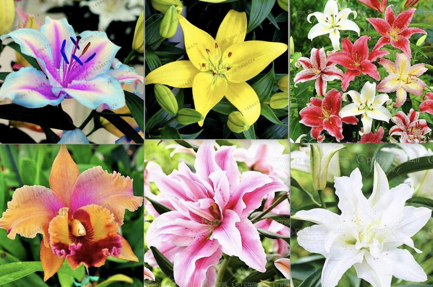20 EXOTIC rare LILY SEEDS for garden flower perennial plant beds USA SELLER USPS