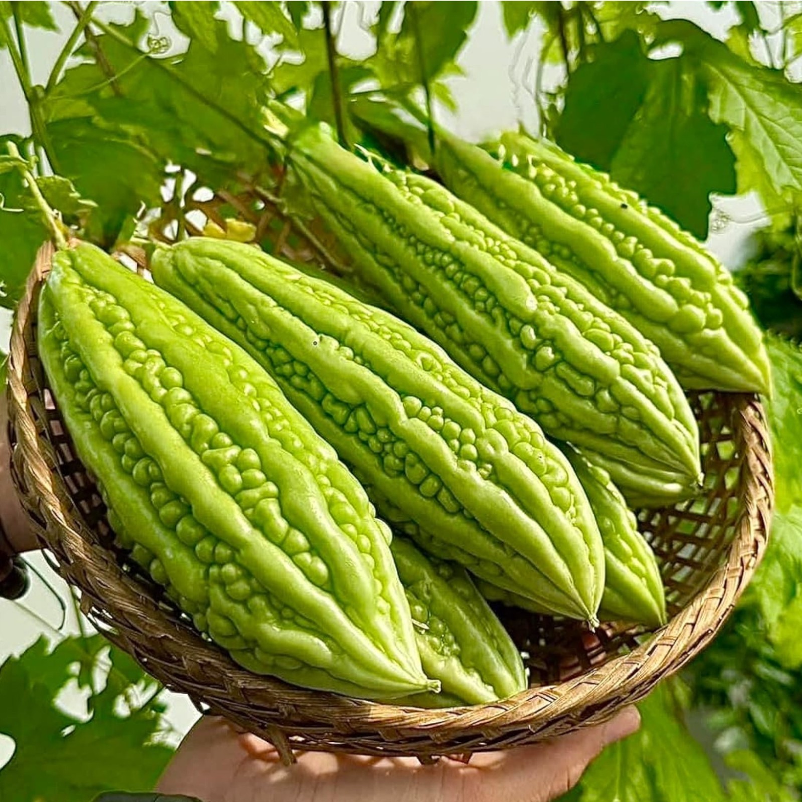 15 Bitter Melon Seeds – Popular Asian Vegetable Vine for Healthy Garden Growing