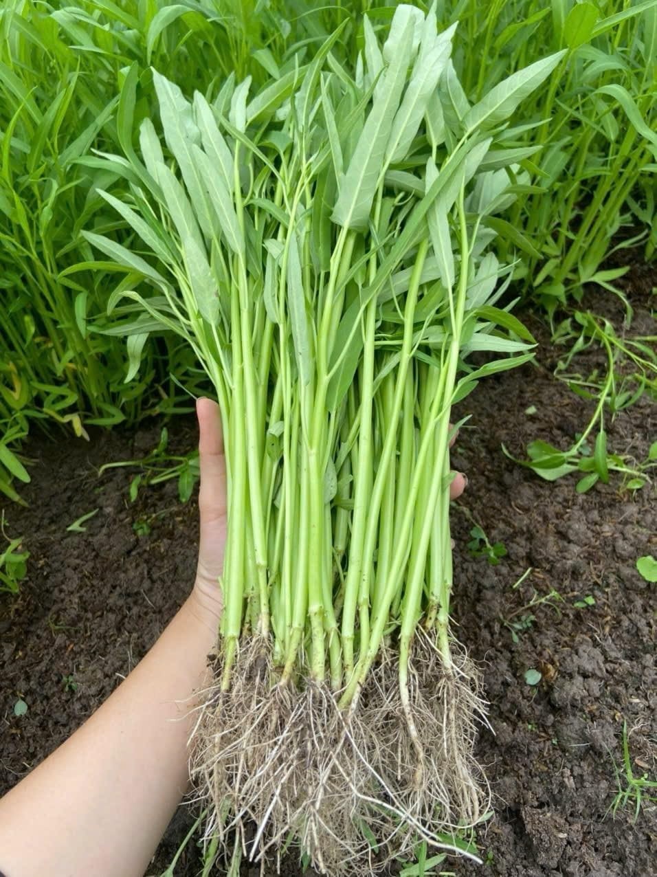 1000+ Organic Water Spinach Seeds – Kangkong, Ong Choy, Rau Muong – , Non-Gmo, U
