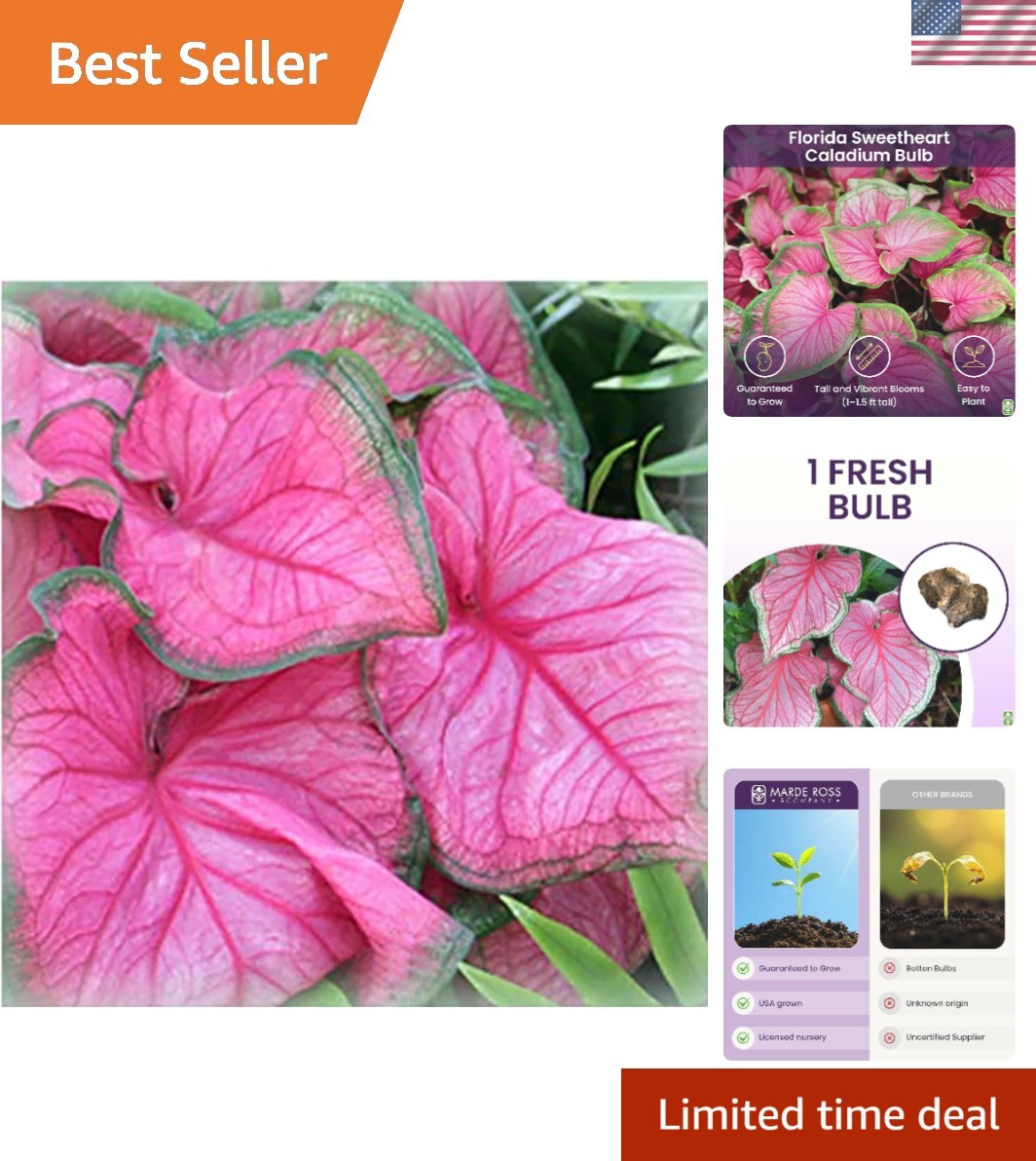Heirloom Florida Sweetheart Caladium – Large Root – Extended Bloom Time in Pink