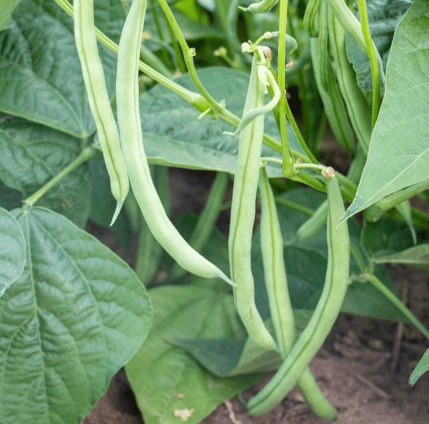 Heirloom Blue Lake Bush Bean – Fresh Seeds – Non-GMO, 55-65 days, USA Seller