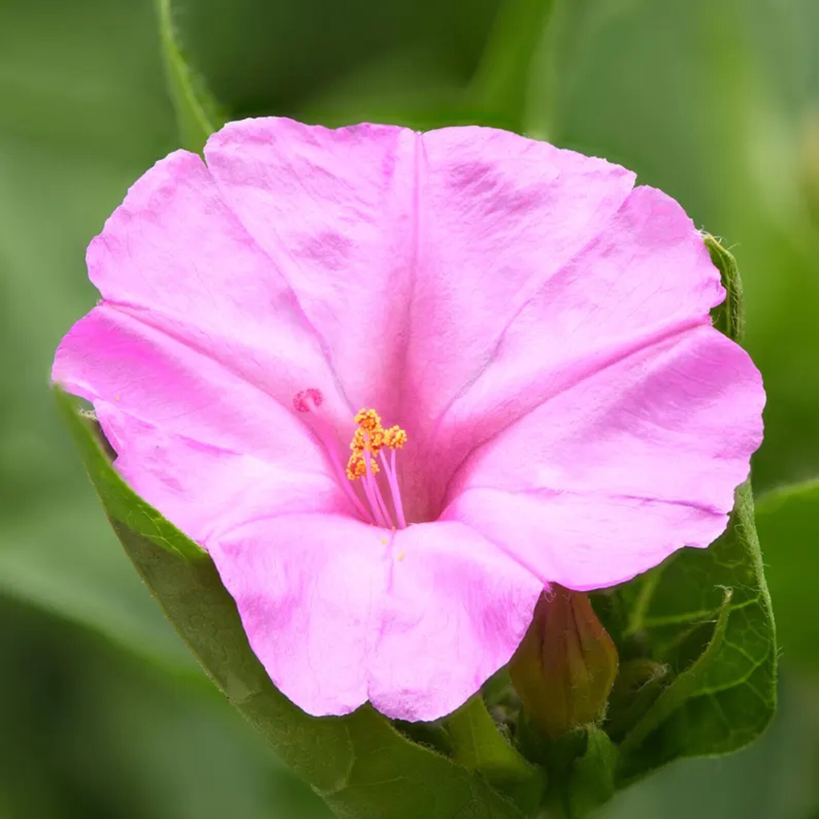 25 Marvel of Peru 4 O’Clock Seeds Fragrant Flowers Perennial Mirabilis Jalapa