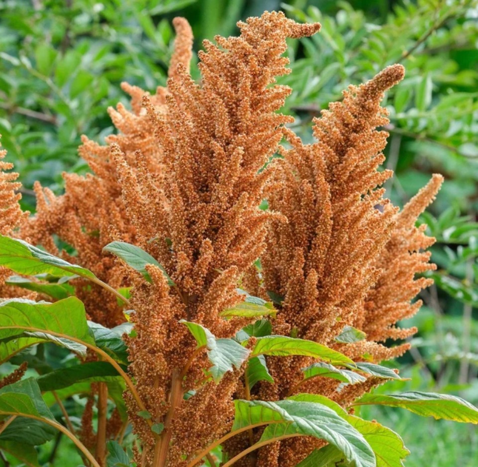 400+ Hot Biscuits Seeds **Fresh Seeds** ~~Free Shipping~~