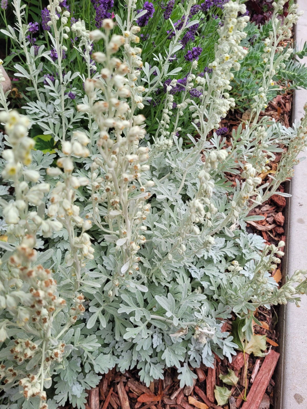 50 Seeds – Artemesia stelleriana ‘Silver Brocade’ Perennial to zones 3 – 4