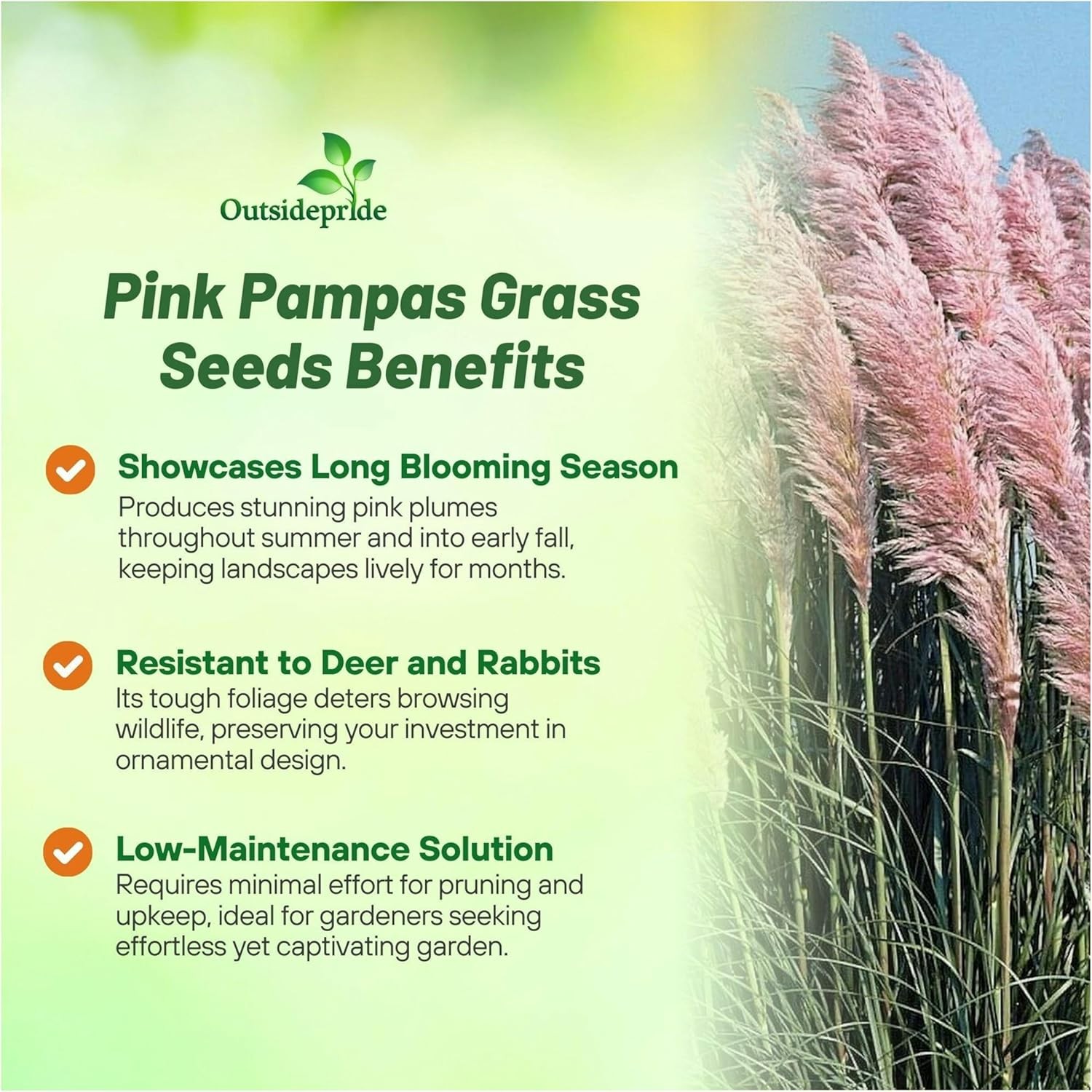 2000 Seeds Pink Pampas Drought Tolerant Ornamental Grass Plants Seed For