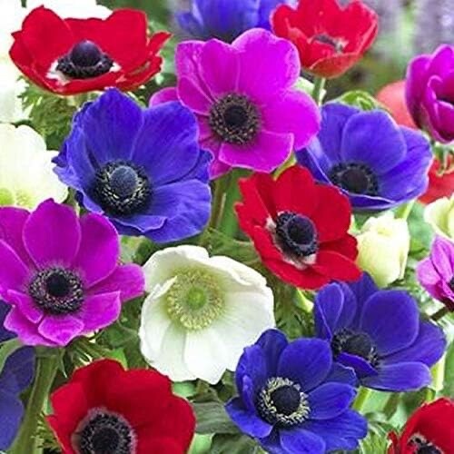 Anemone de Caen bulbs mix colors (12 bulbs)