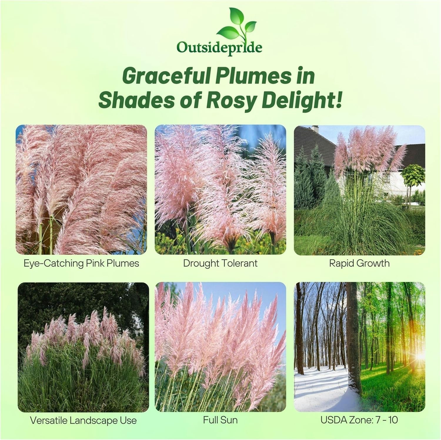 2000 Seeds Pink Pampas Drought Tolerant Ornamental Grass Plants Seed For