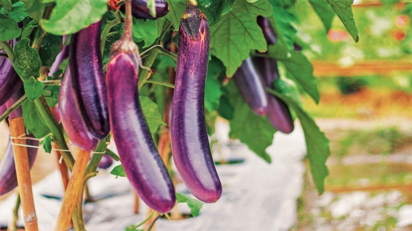 Long Purple Eggplant Seeds | Italian Heirloom Aubergine Brinjal Squash Seed 2024