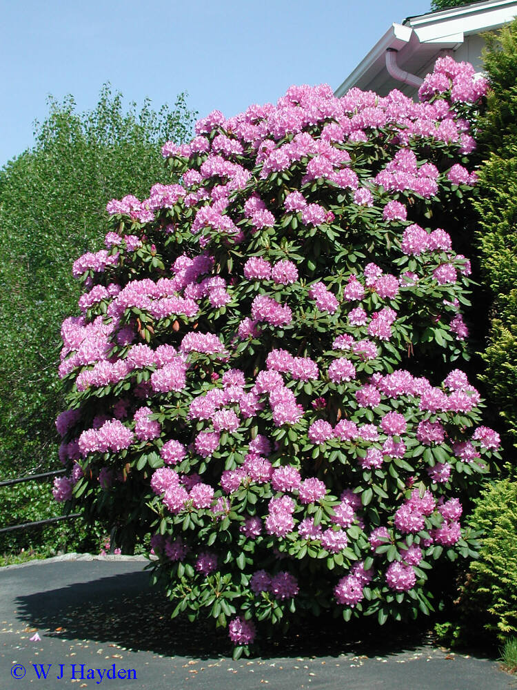 Rosebay Rhododendron, Rhododendron maximum, Shrub Seeds (Showy Evergreen)