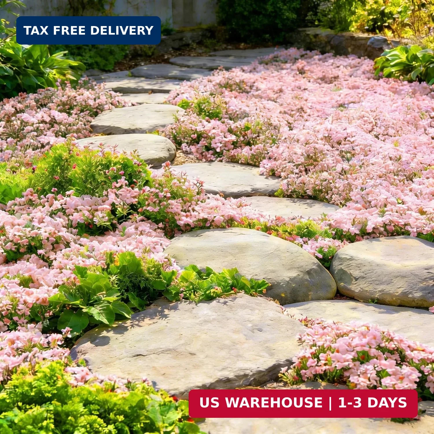 Pink Creeping Thyme Ground Cover Flower Seeds for Planting, 20003+pcs Perennial