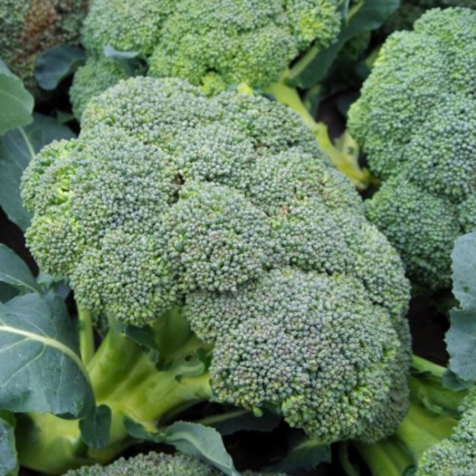 300+ Broccoli Seeds, Waltham 29 Heirloom, Non-GMO, Organic,, Free Shipping #44