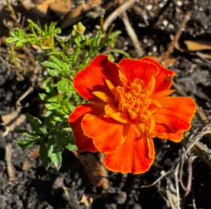 Marigold Flower Seeds – Red, Orange & Yellow Blooms (20+ Seeds)