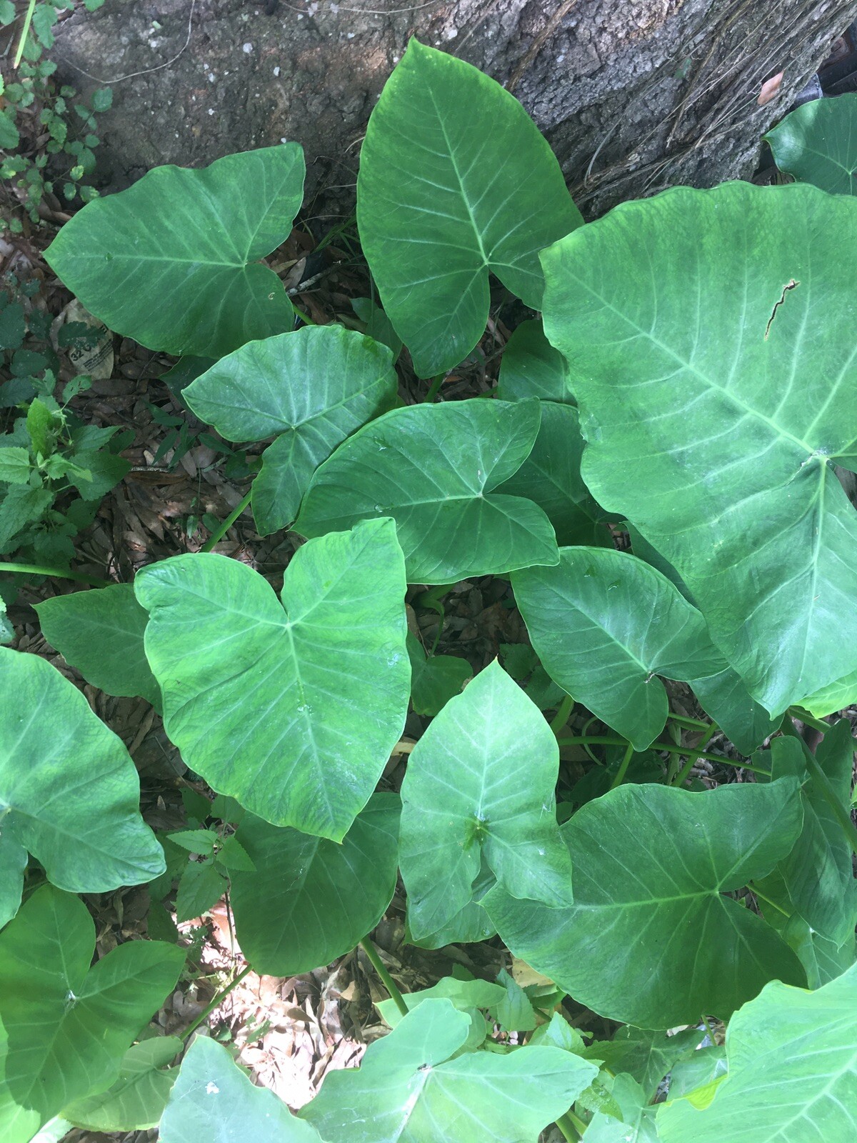 Ready To Plant, Fast Growing Elephant Ear. 2/$14.99
