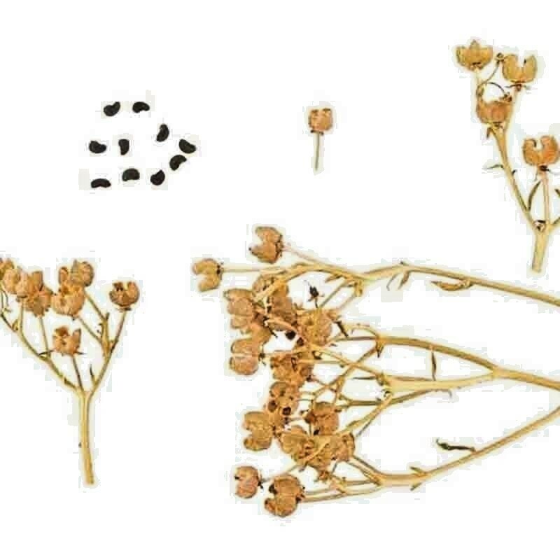 RUE 300+ SEEDS INSECT PEST REPELLENT AUTUMN HEIRLOOM HERBS FLEA MEDICINAL USA