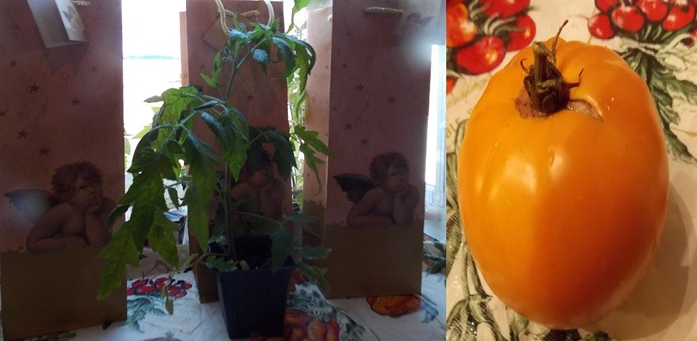 10 Orange Strawberry Heirloom Historical ” Plus 2 Packs of Vegetable Seeds